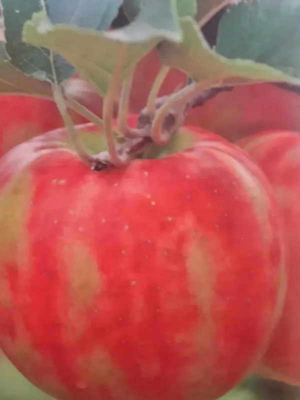 Nieuw binnen | Lei-Appel (Malus domestica ‘Karneval‘)
