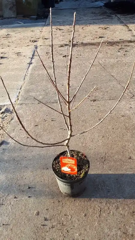 Op = op - Dwerg appel (Malus domestica ‘Mini-Cox‘)