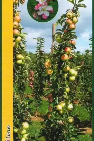 Zuilfruit (Malus domestica ‘Goldcats‘) | Shop nu