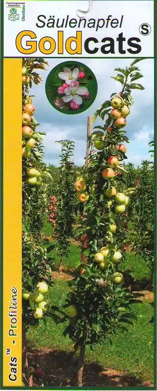Zuilfruit (Malus domestica ‘Goldcats‘) | Shop nu