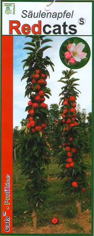 Nieuw | Zuilfruit (Malus domestica ‘Redcats‘)