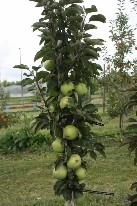 Zolang de voorraad strekt | Zuilfruit (Malus domestica ‘Greencats‘)