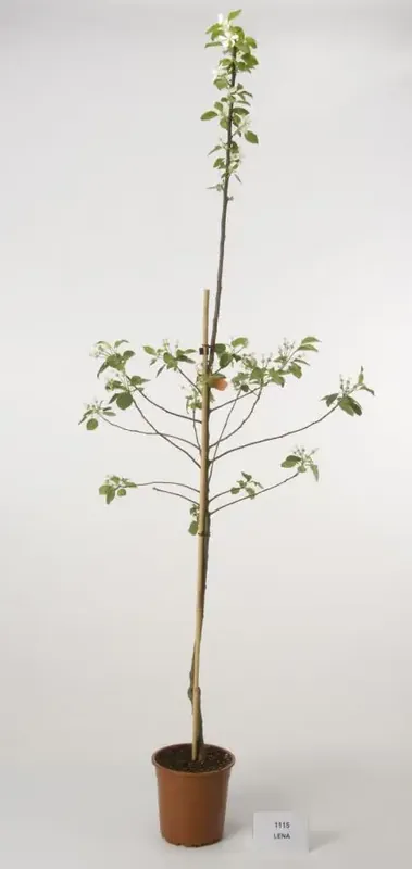 Speciale deal | Appelboom (Malus domestica ‘Lena‘)