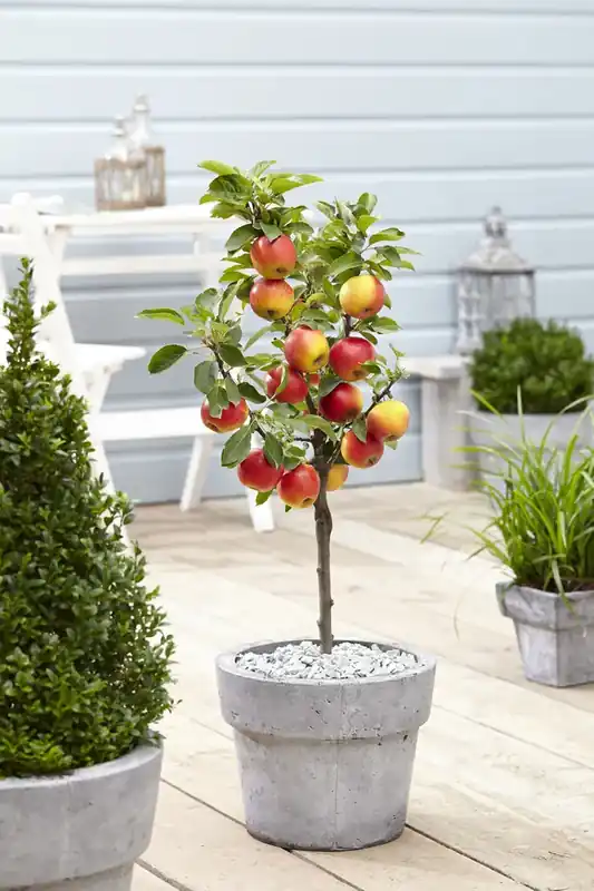 Dwerg appel (Malus domestica ‘Mini‘) | Goed beoordeeld