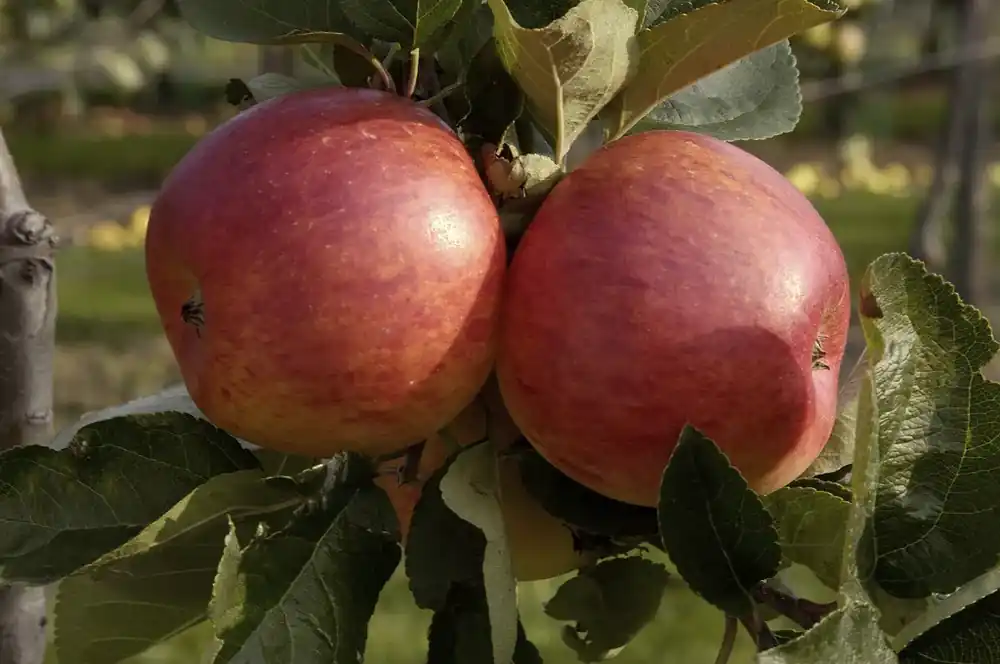 Appelboom (Malus domestica ‘Delcorf‘) - Laatste dagen