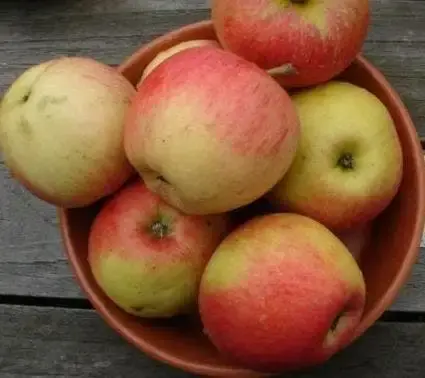 Op = op | Lei-Appel (Malus domestica ‘Pinova‘)