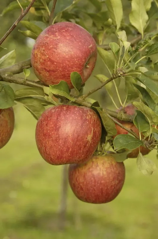 Appelboom (Malus domestica ‘Charles Ross‘) | Snelle verzending