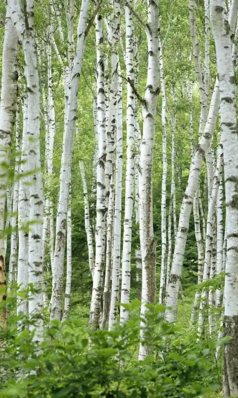 Direct beschikbaar | Ruwe berk (Betula pendula)