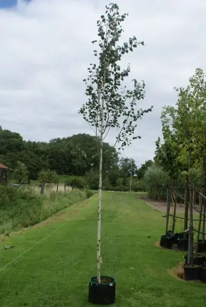 Alleen vandaag | Witte Berk (Betula utilis ‘Doorenbos‘)