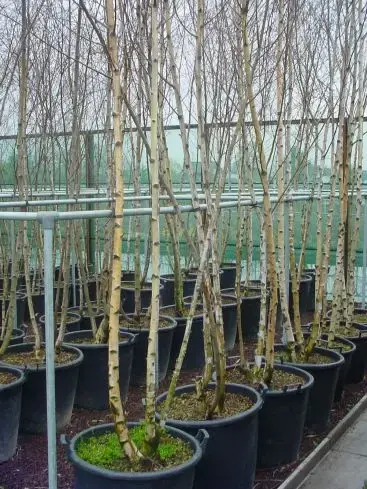 Nieuw in de shop - Meerstammige Berk (Betula pendula)