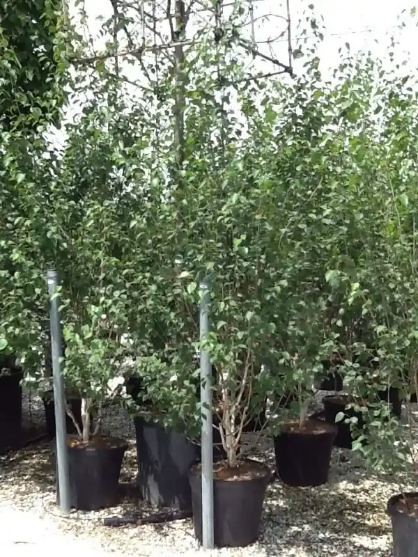 Meerstammige witte berk (Betula utilis ‘Doorenbos‘) | Meest verkocht