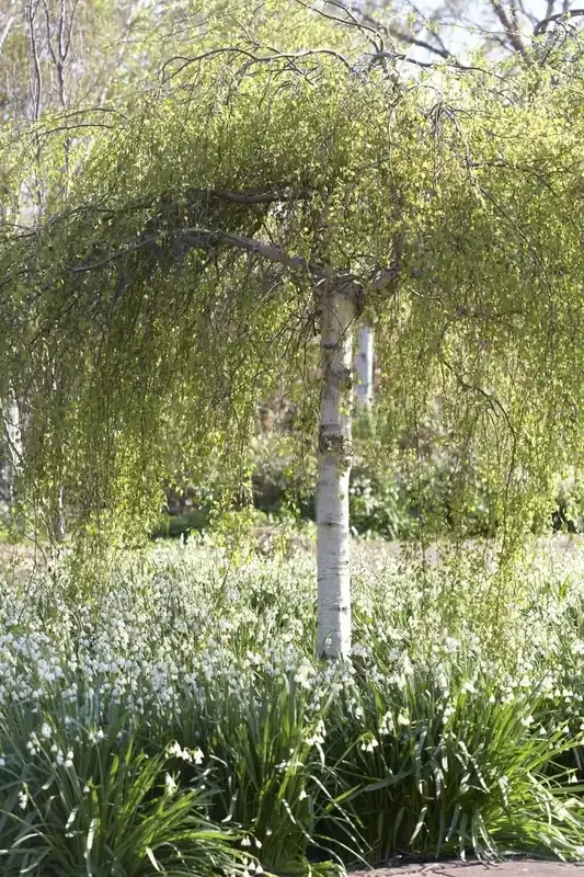 Treurberk (Betula pendula ‘Tristis‘) - Topkwaliteit