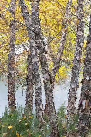 Zwarte berk (Betula nigra) | Shop nu