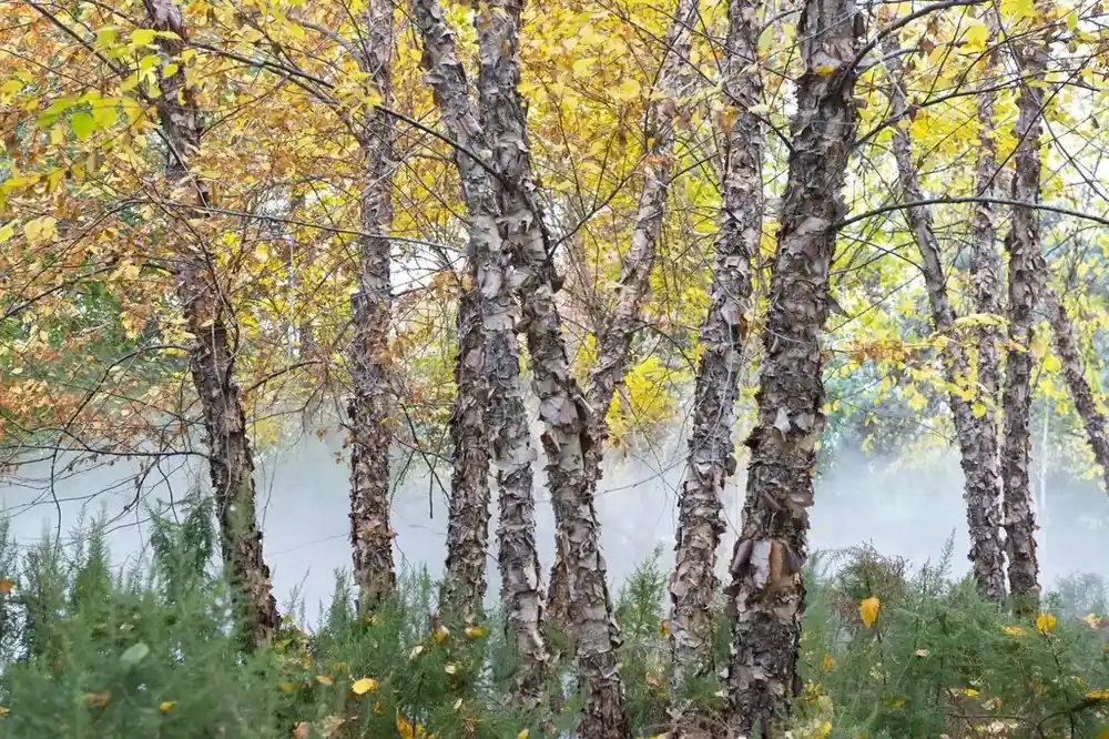 Zwarte berk (Betula nigra) | Shop nu