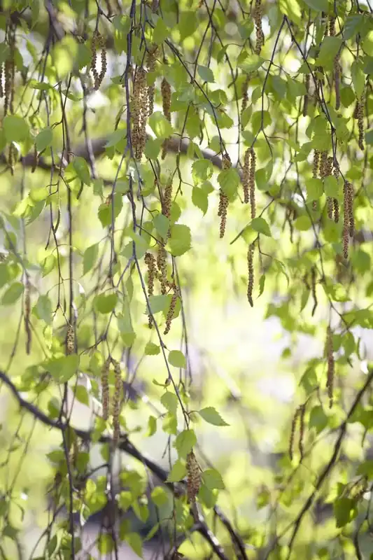 Bijna uitverkocht | Berk, bosplantsoen (Betula pendula)