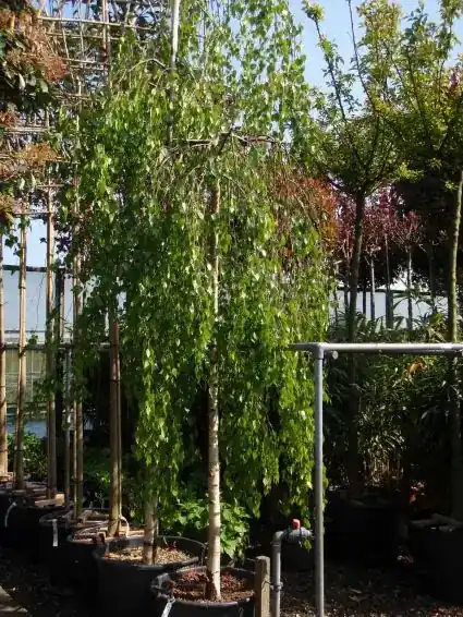Prieelberk (Betula pendula ‘Youngii‘) - Goed beoordeeld