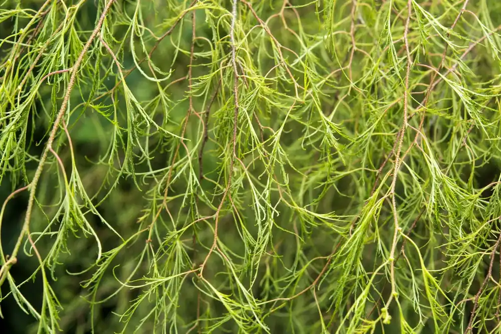 Nieuw binnengekomen | Berk (Betula pendula ‘Karaca‘)