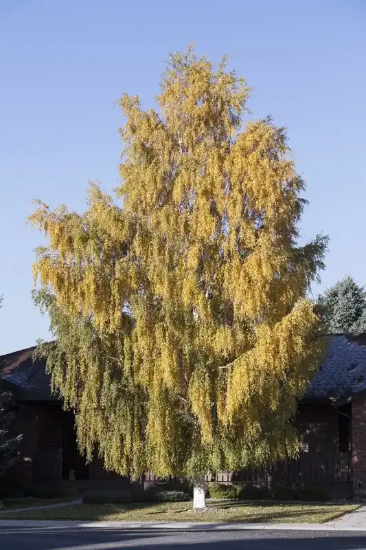 Net binnen - Berk (Betula pendula ‘Laciniata‘)