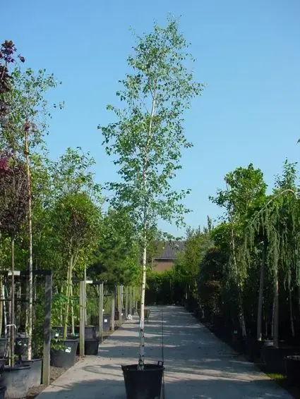 Chinese berk (Betula albosinensis) | Spoedlevering