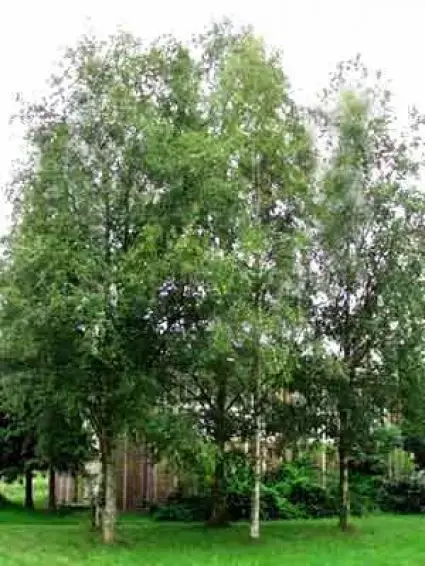 Op = op | Zuilberk (Betula pendula ‘Fastigiata‘)
