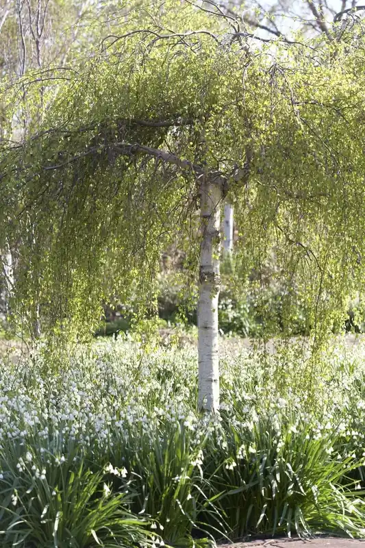Berk als dakboom (Betula pendula) | Online bestelbaar