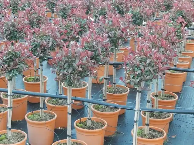 Glansmispel op stam (Photinia fraseri ‘Carré rouge‘) | Goed beoordeeld