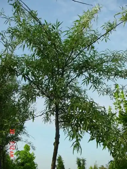 Smalbladige olijfwilg als boom (Elaeagnus angustifolia) | Outlet