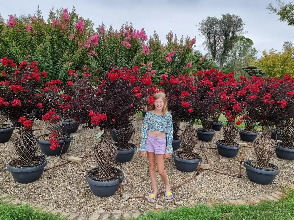 Lagerstoemia als ‘Vaas‘ (Lagerstroemia indica) | Hoog gewaardeerd