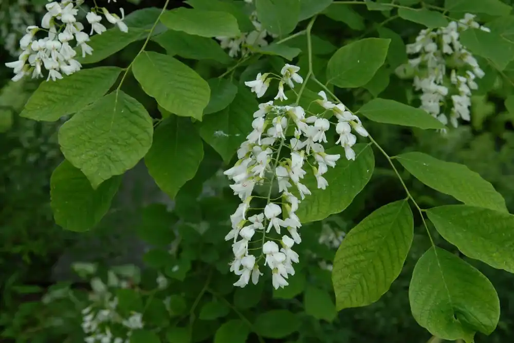 Geelhout (Cladastris kentukea) | Direct leverbaar