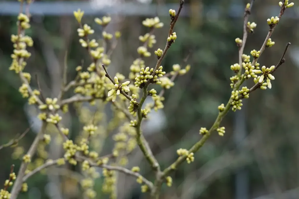 Erg populair | Chinese Judasboom (Cercis chinesis ‘Shirobana‘)