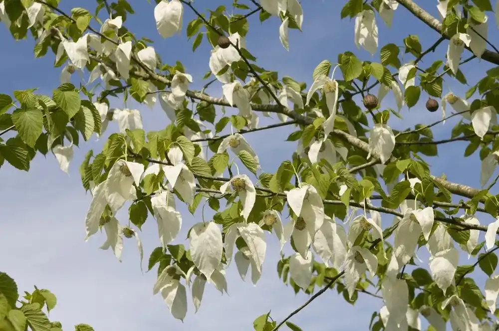 Zakdoekjesboom als struik (Davidia involucrata) - Nieuw binnengekomen