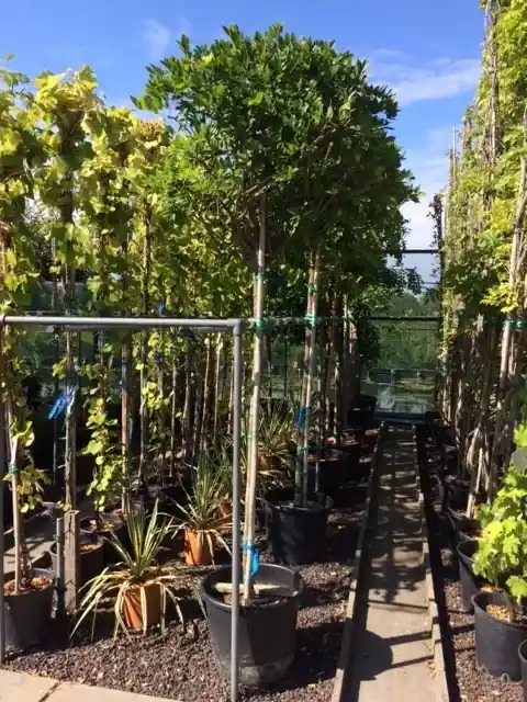 Blauwe regen als boom (Wisteria sinensis ‘Alba‘) - Direct kopen