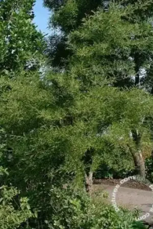 Zwarte els (Alnus glutinosa ‘Imperialis‘) | Nieuwe release