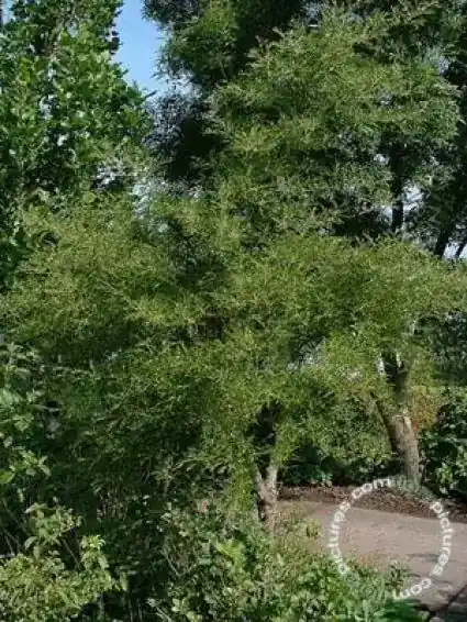 Zwarte els (Alnus glutinosa ‘Imperialis‘) | Nieuwe release