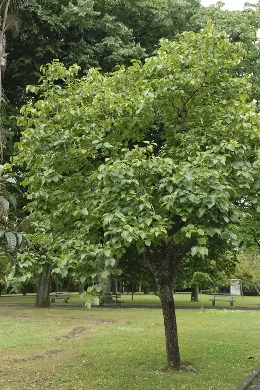 Kaki (Diospyros kaki) | Topkwaliteit