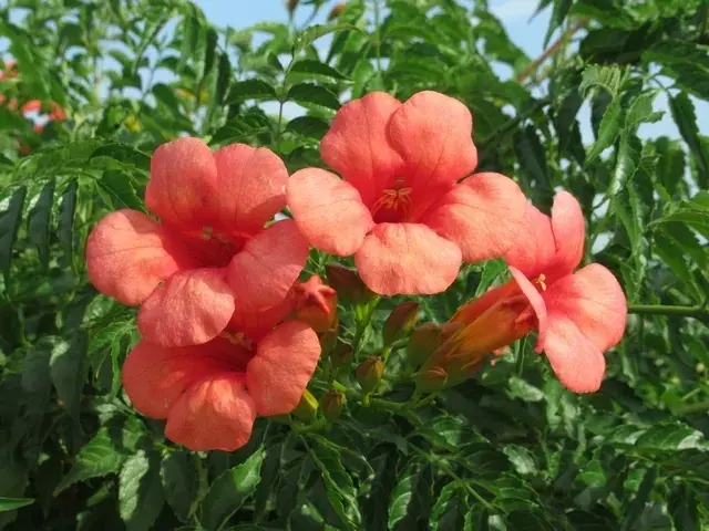 Trompetbloem als boom (Campsis tagliabuana ‘Mme Galen‘) | Topproduct