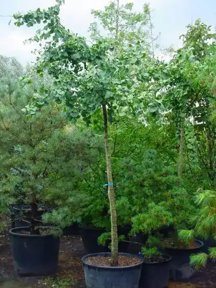 Net binnen | Japanse notenboom (Ginkgo biloba ‘Horizontalis‘)