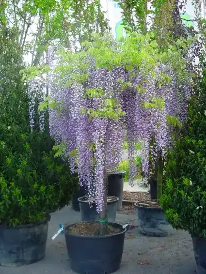 Populair bij klanten | Blauwe regen als boom (Wisteria sinensis ‘Prolific‘)