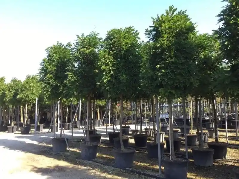 Nieuw binnengekomen | Blauwe regen als boom (Wisteria formosa ‘Issai‘)