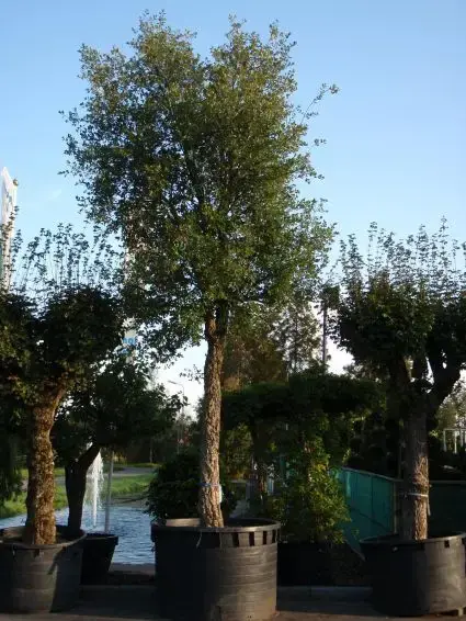 Kurkeik (Quercus suber) | Actie