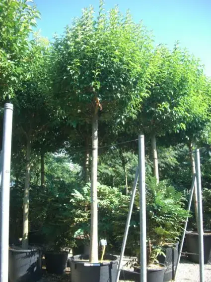 Liguster als boom (Ligustrum japonicum) | Slechts tijdelijk
