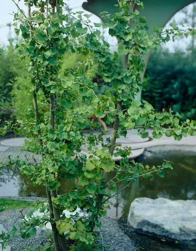 Japanse Notenboom, meerstammig (Ginkgo biloba) - Voorraad bijna op
