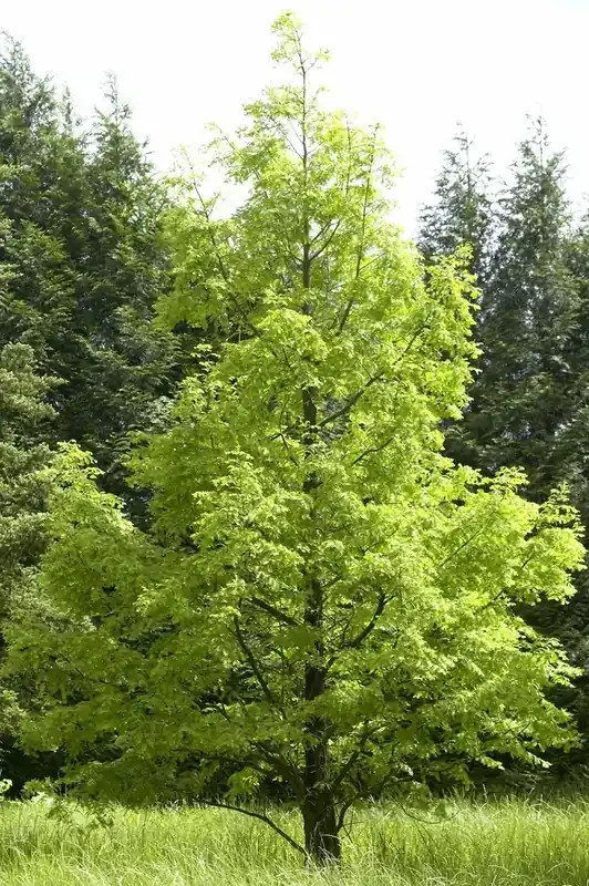 Nieuw binnengekomen | Watercipres (Metasequoia glyptostroboides)