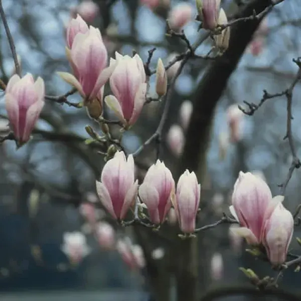 Beverboom (Magnolia soulangeana als boom) - Alleen deze week
