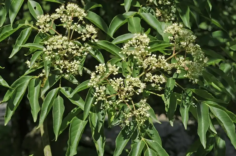 Bijenboom (Tetradium daniellii) | Koop vandaag