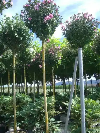 Topkwaliteit | Altheastruik als boom (Hibiscus syriacus ‘Oiseau Blue‘)