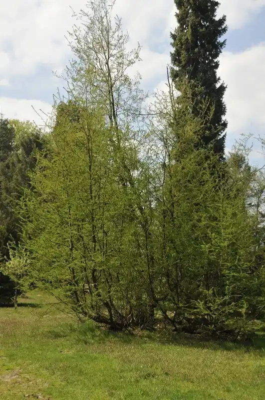 Uitverkoop | Schijnbeuk (Nothofagus antarctica)
