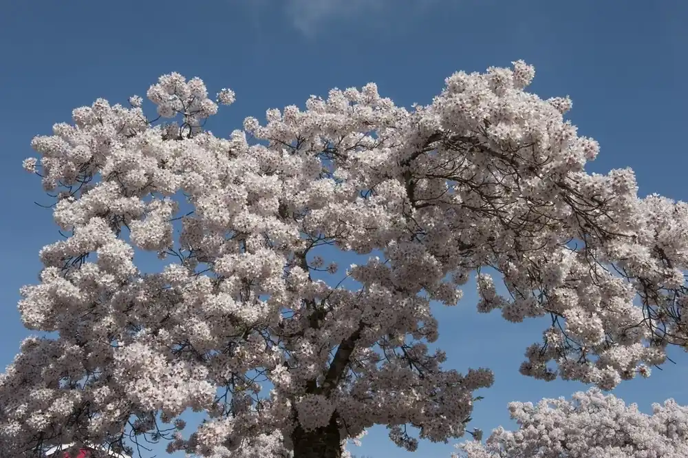 Japanse Sierkers (Prunus yedoensis) | Bespaar nu
