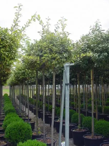 Bonte Olijfwilg als boom (Elaeagnus ebbingei ‘Limelight‘) | Bestseller