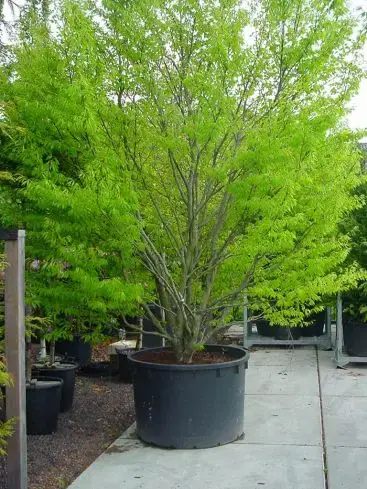 Varenbeuk (Fagus sylvatica ‘Aspleniifolia‘) | Mis het niet